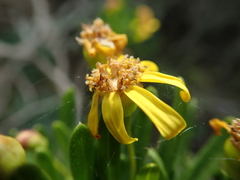 Euryops spathaceus