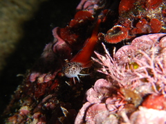 Tripterygion melanurus