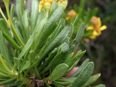 Euryops spathaceus