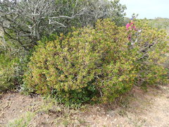 Euryops spathaceus