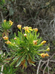 Euryops spathaceus
