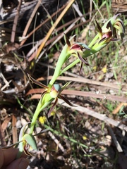 Lyperanthus serratus