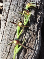 Lyperanthus serratus