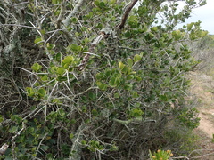 Dovyalis rotundifolia