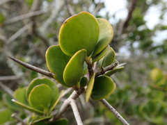 Dovyalis rotundifolia