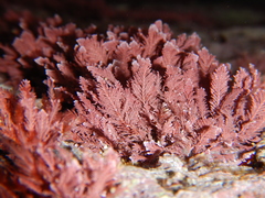 Corallina ferreyrae