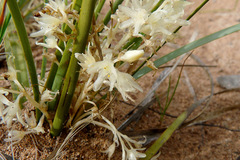 Lomandra effusa