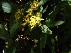 Senecio ovatus alpestris