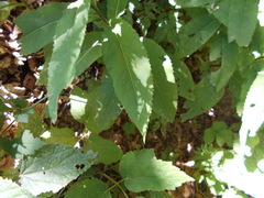 Senecio ovatus alpestris