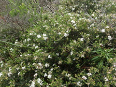 Agathosma acutissima