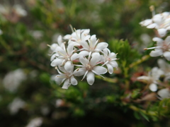 Agathosma acutissima