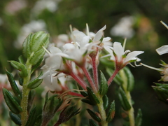Agathosma acutissima