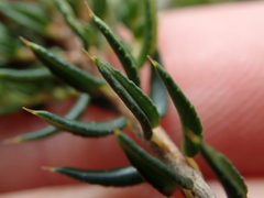 Agathosma acutissima