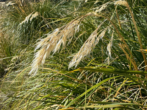 ribbony grass (Chionochloa frigida)