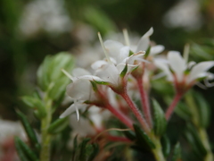 Agathosma acutissima