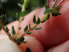 Agathosma acutissima