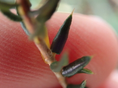 Agathosma acutissima