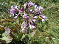 Adenostyles australis