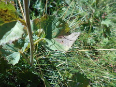 Adenostyles australis