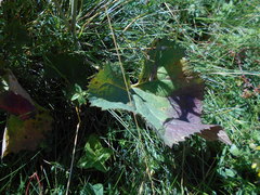 Adenostyles australis