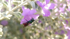 Calloceratina