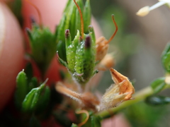 Agathosma acutissima