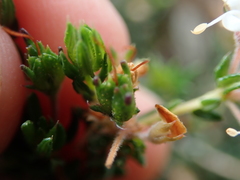 Agathosma acutissima