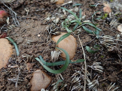Apodolirion macowanii