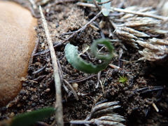 Apodolirion macowanii