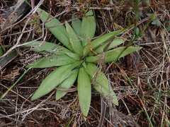 Chlorophytum crispum