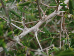 Asparagus crassicladus