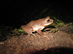 Raorchestes ponmudi