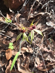 Caladenia macrostylis