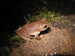 Raorchestes ponmudi