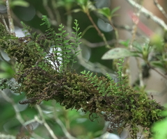 Adenophorus tamariscinus