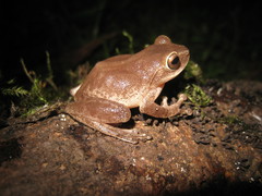 Raorchestes ponmudi