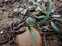 Apodolirion macowanii