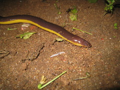 Ichthyophis
