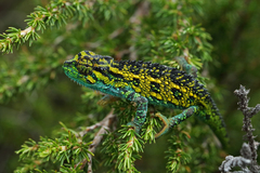 Mt Kenya Side-Striped Chameleon photo 2