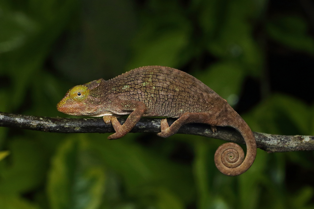 Mount Kenya Hornless Chameleon (Kinyongia excubitor) · iNaturalist