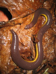 Ichthyophis