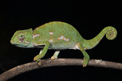 Graceful Chameleon photo 3