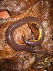 Ichthyophis
