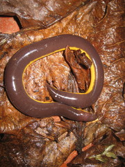 Ichthyophis