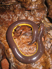 Ichthyophis