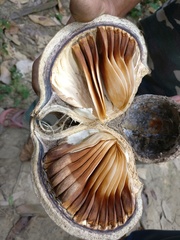 Pterygota alata