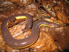 Ichthyophis