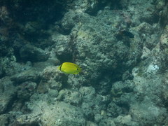 Chaetodon andamanensis