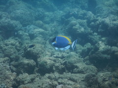 Acanthurus leucosternon