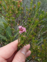 Phylica gnidioides